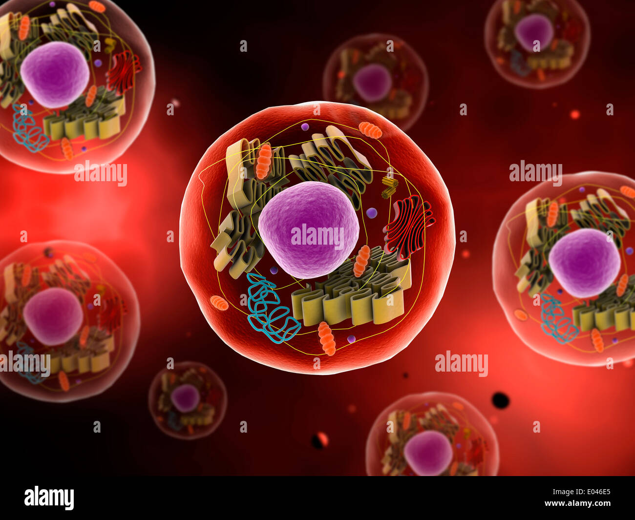 Microscopic view of animal cell Stock Photo - Alamy Microscopic view of animal cell Stock Photo - Alamy