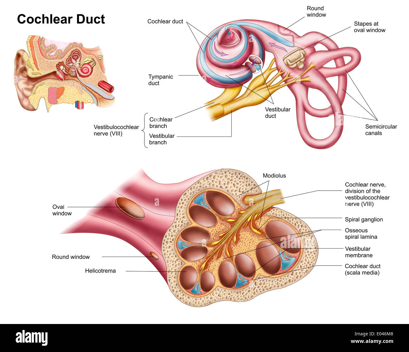 Anatomy of the cochlear duct in the human ear. Stock Photo