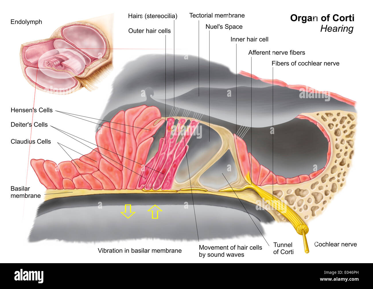 Anatomy of the organ of Corti, part of the cochlea of the inner ear. Stock Photo