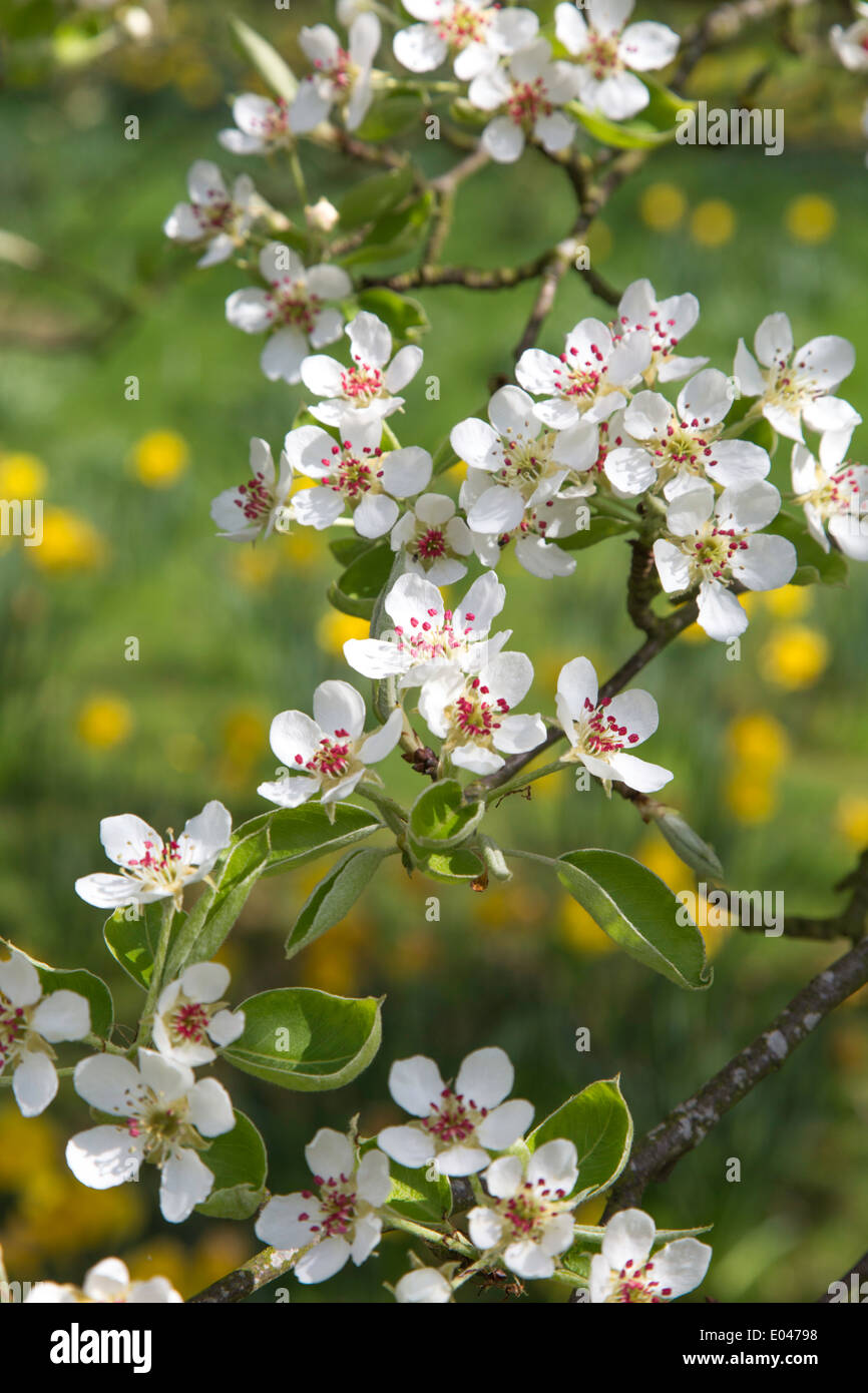 Spring blossom in a apple orchard with Daffodils in the background, England, UK Stock Photo