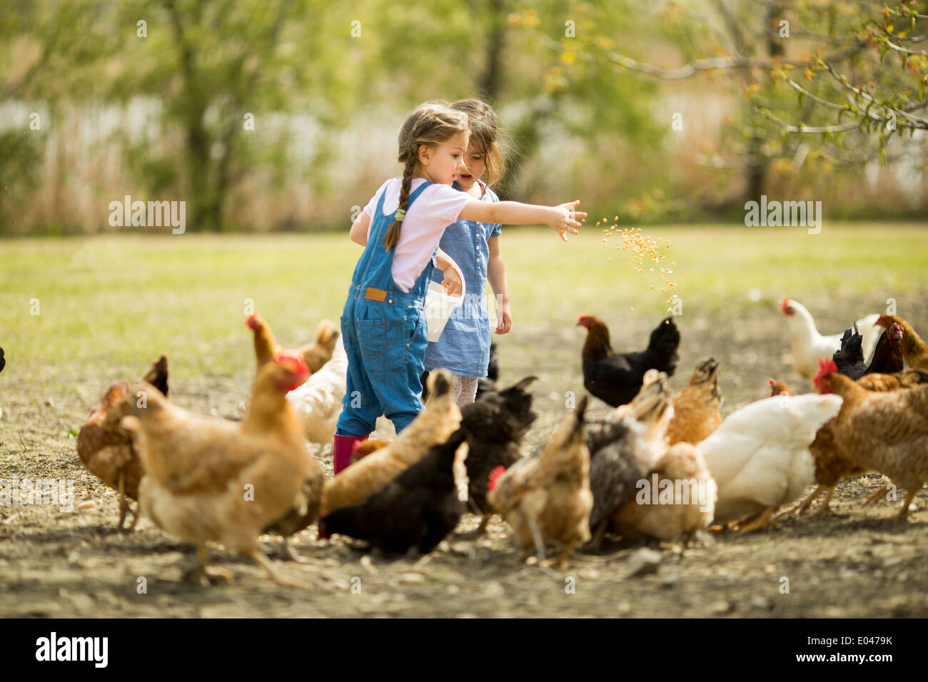 【おまとめ】【Bedtime】【Feeding the chickens】他２点 Two little girl feeding chickens Stock Photo - Alamy