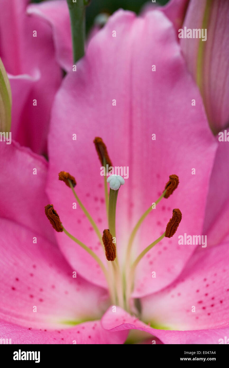 Lilium 'Homerus' flower. Close up of oriental lily. Stock Photo