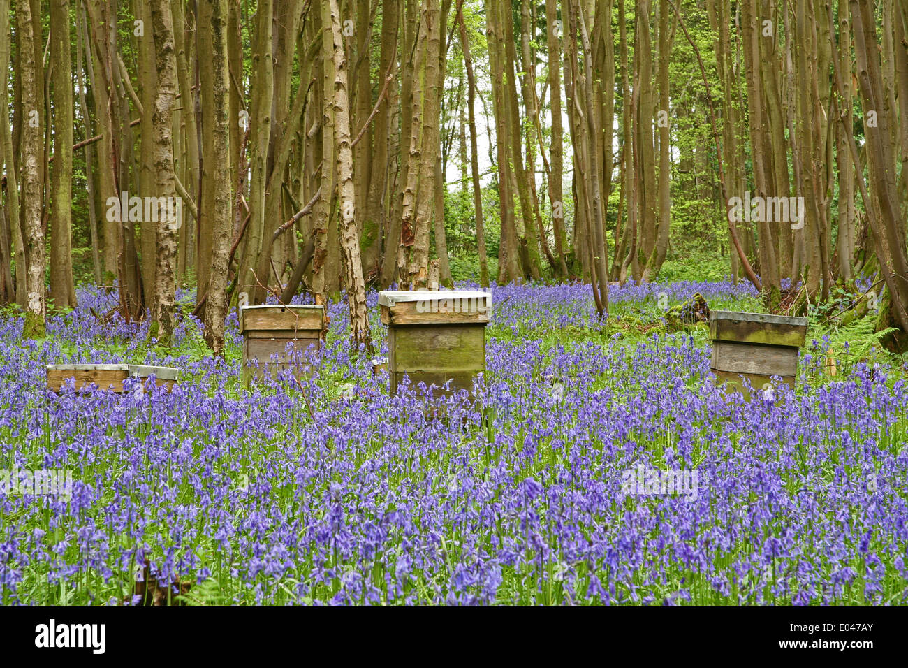 Bee hives in woods hi-res stock photography and images - Alamy