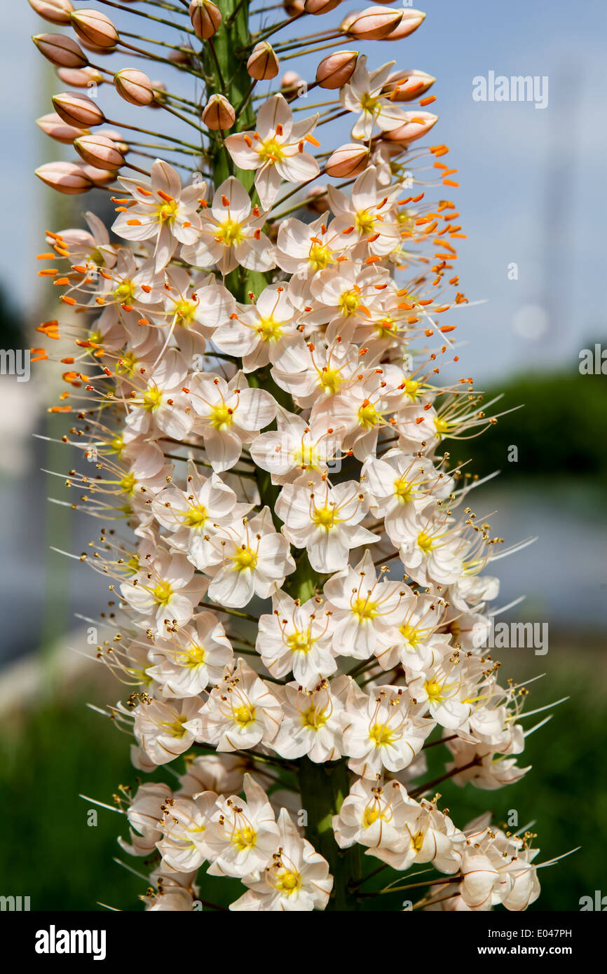 Foxtail Lily (Eremurus) flowers Stock Photo - Alamy