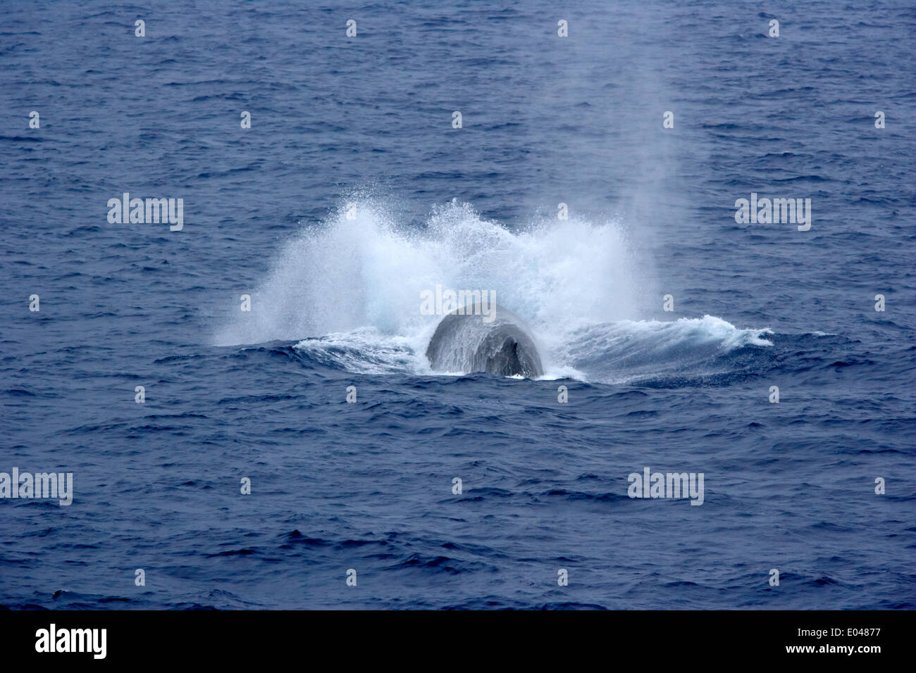 blue whale breathing and surfacing showing small dorsal fin in the drake passage Stock Photo