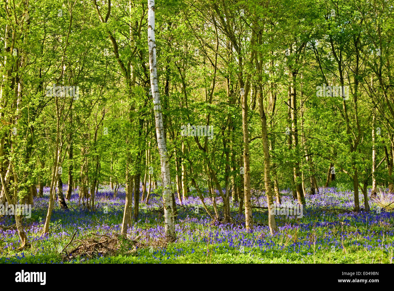 Bluebells in a woodland glade Stock Photo