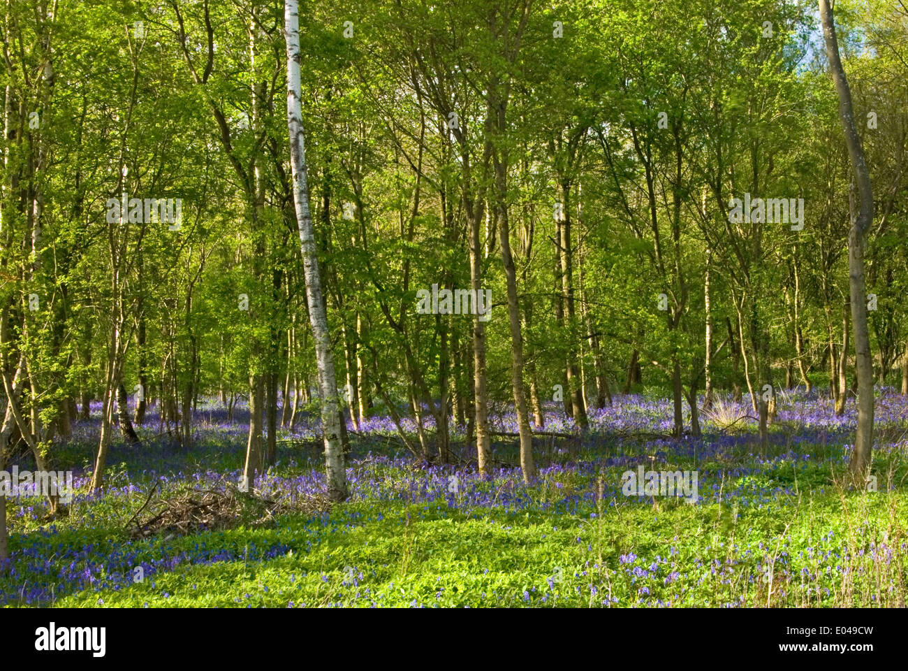 Bluebells in a woodland glade Stock Photo