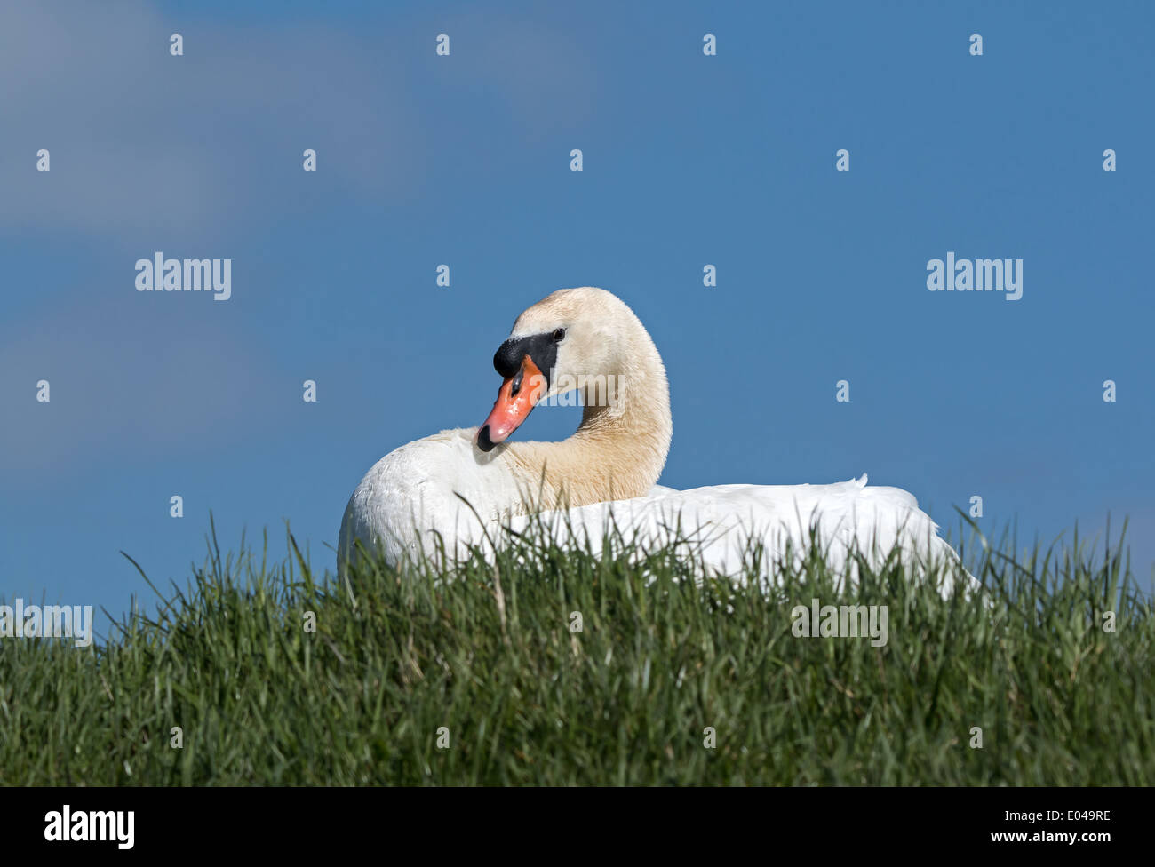 Swan on Riverbank Stock Photo