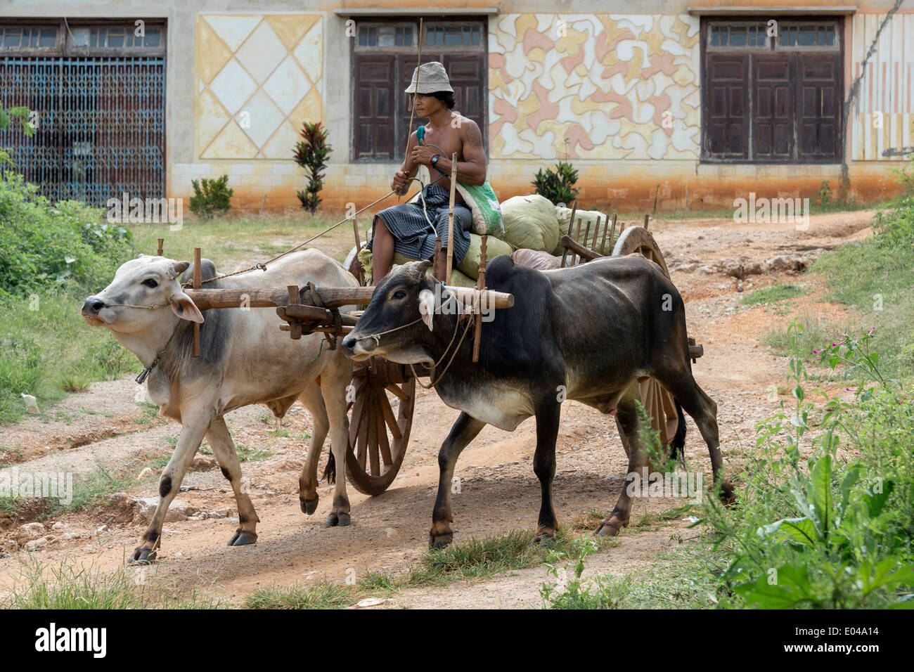 Man driving an ox cart, Inn Thein, Inle Lake, Myanmar Stock Photo