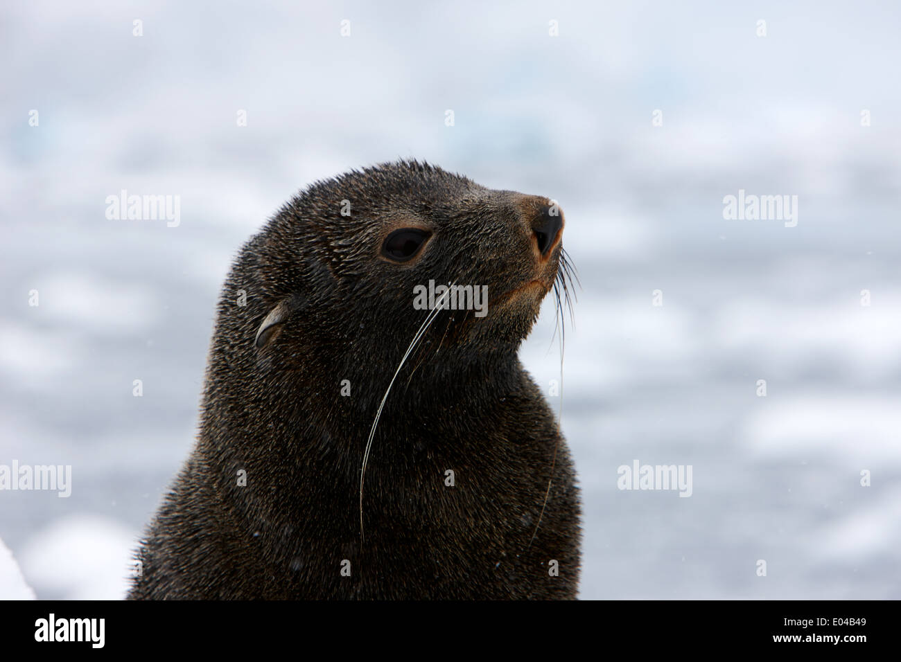 head and shoulders of juvenile fur seal floating on iceberg in Fournier Bay Antarctica Stock Photo