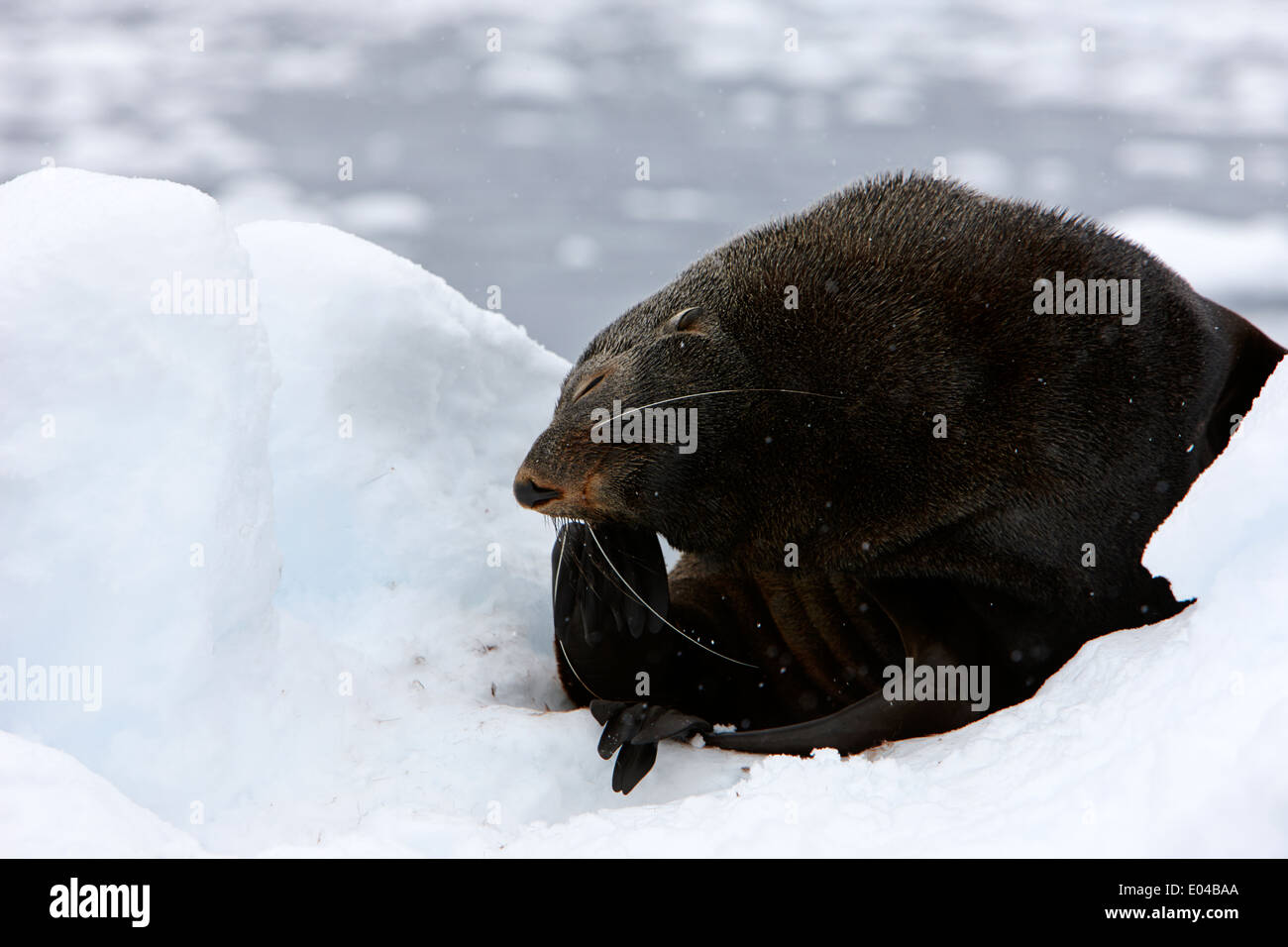 juvenile fur seal scratching head with flipper feigning boredome defensive behaviour floating on iceberg in Fournier Bay Antarct Stock Photo