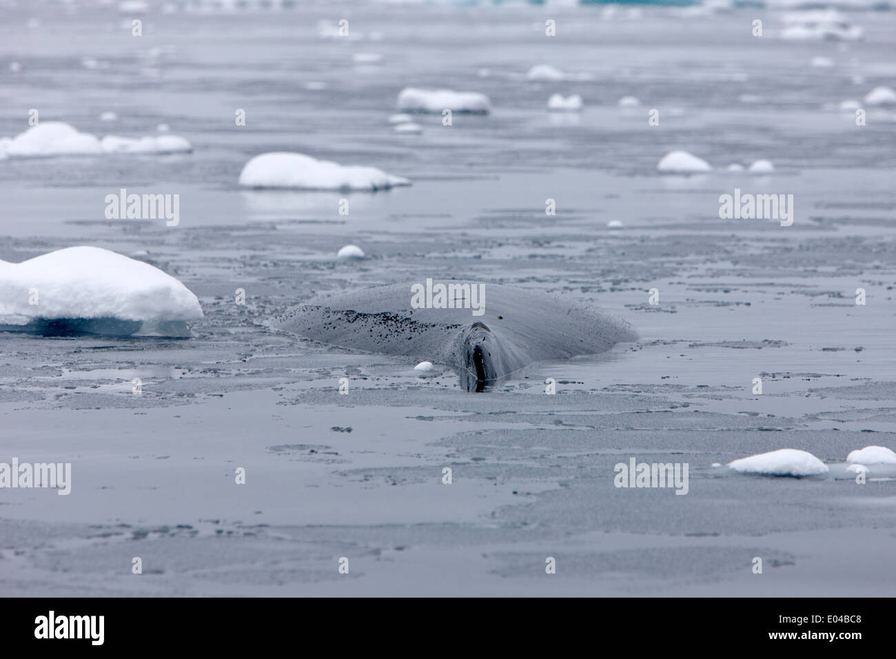 humpback whale back and dorsal fin megaptera novaeangliae logging or sleeping in Fournier Bay Antarctica Stock Photo
