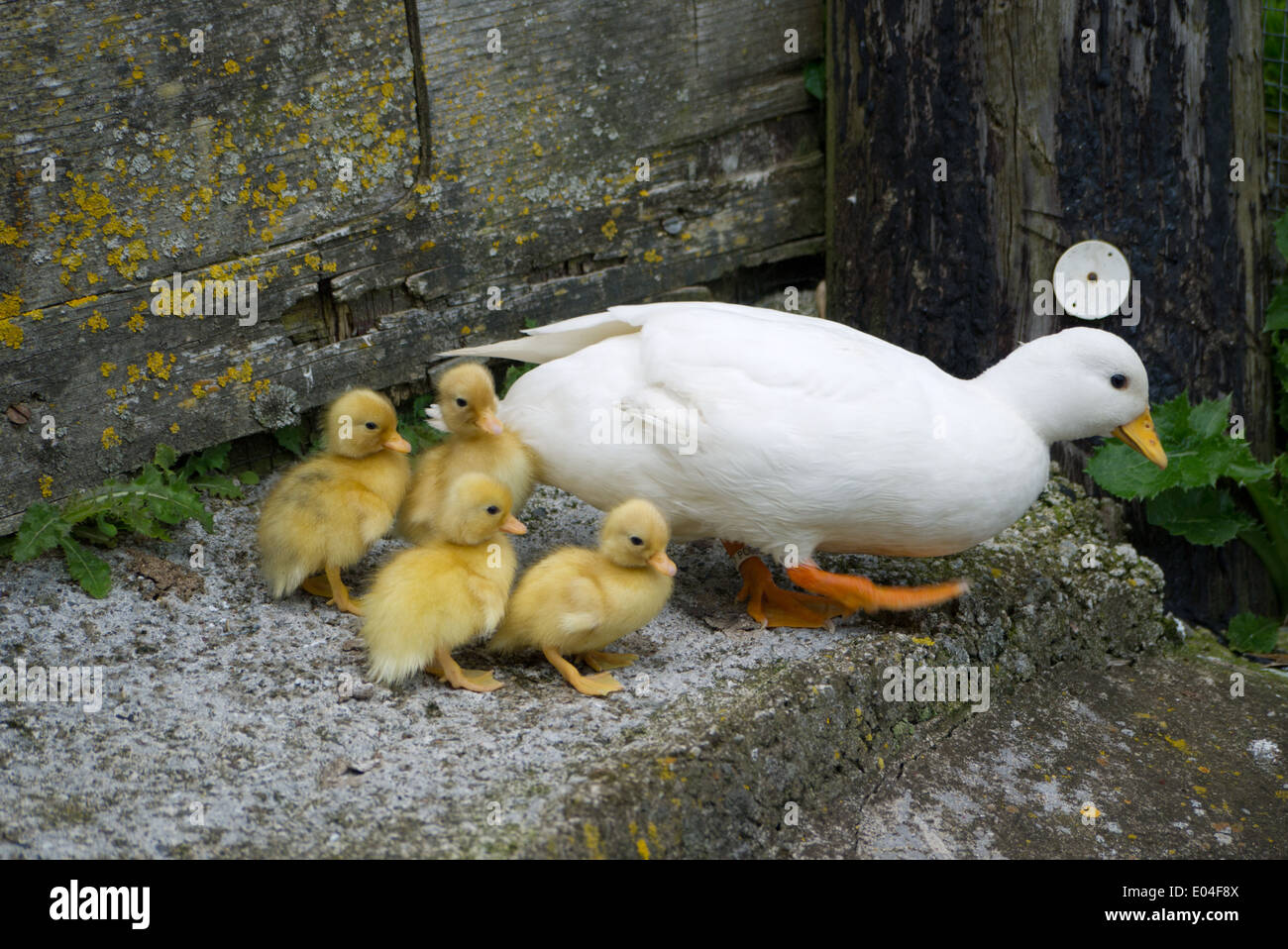 White Call duck & her ducklings swimming in pond Stock Photo Alamy