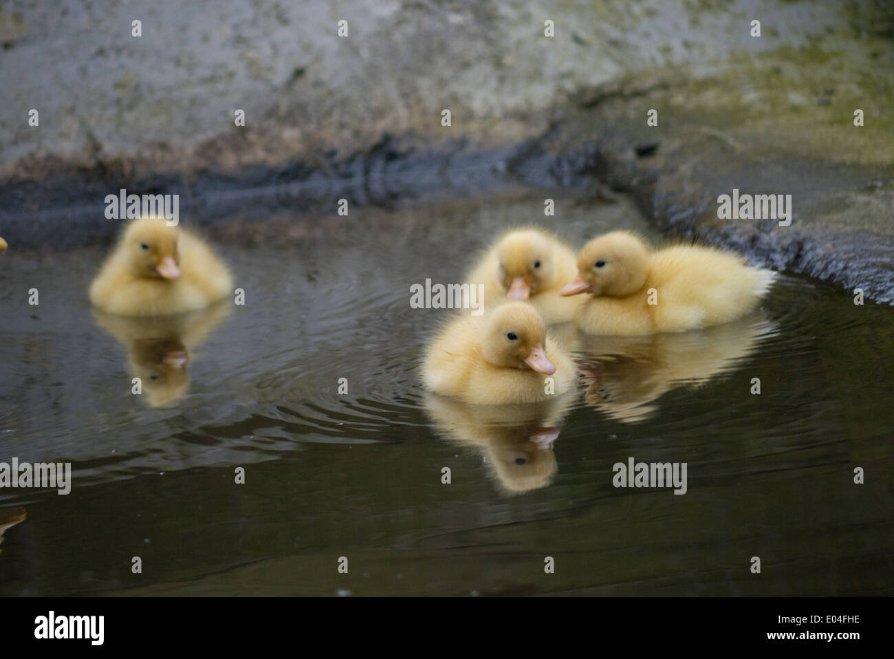 White Call duck & her ducklings swimming in pond Stock Photo Alamy