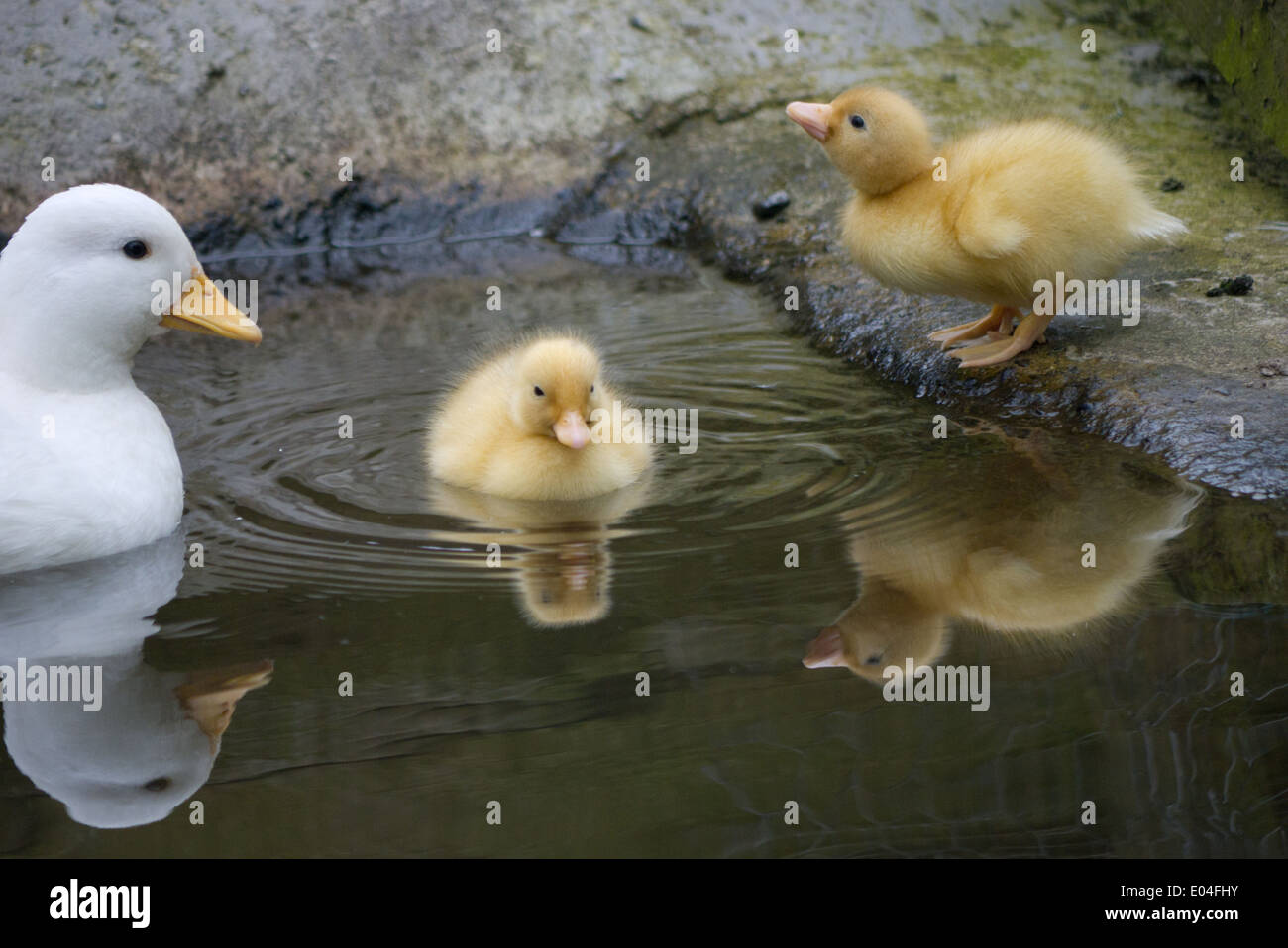White Call duck & her ducklings swimming in pond Stock Photo Alamy