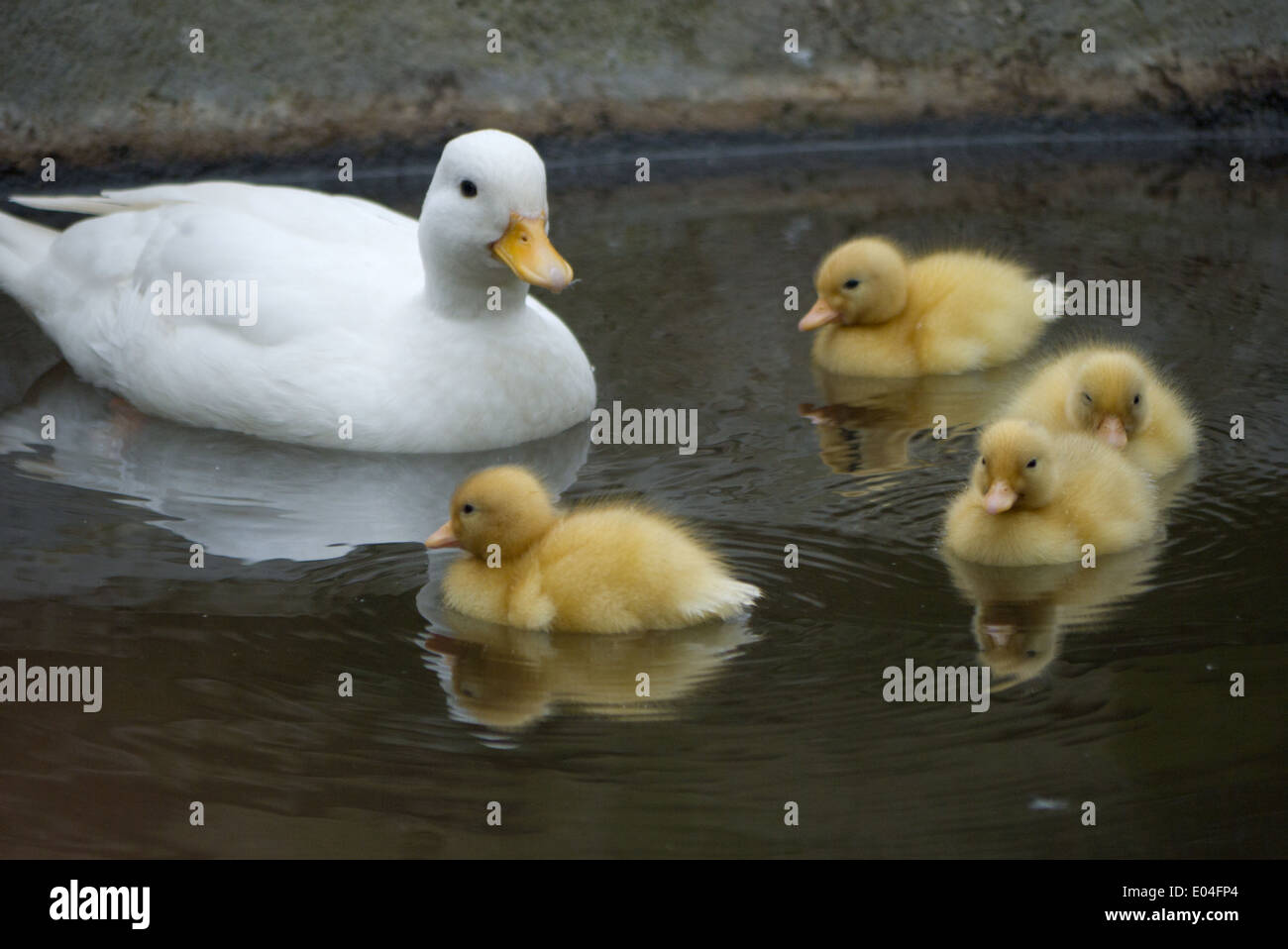 White Call duck & her ducklings swimming in pond Stock Photo Alamy