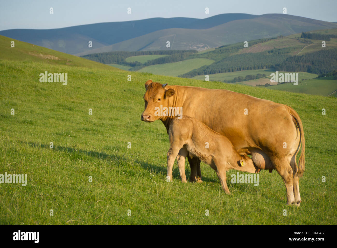 Limousin cow calf suckling hi-res stock photography and images - Alamy