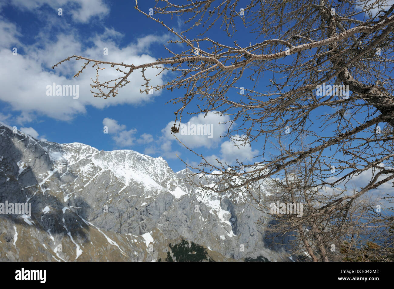 conifer without needles and snowy mountains in Berchtesgaden nature reserve Stock Photo