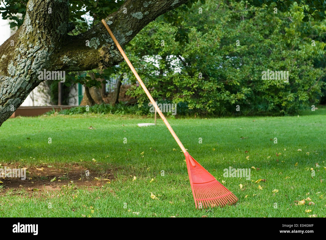 Garden Rake against a tree, raking leaves Stock Photo Alamy