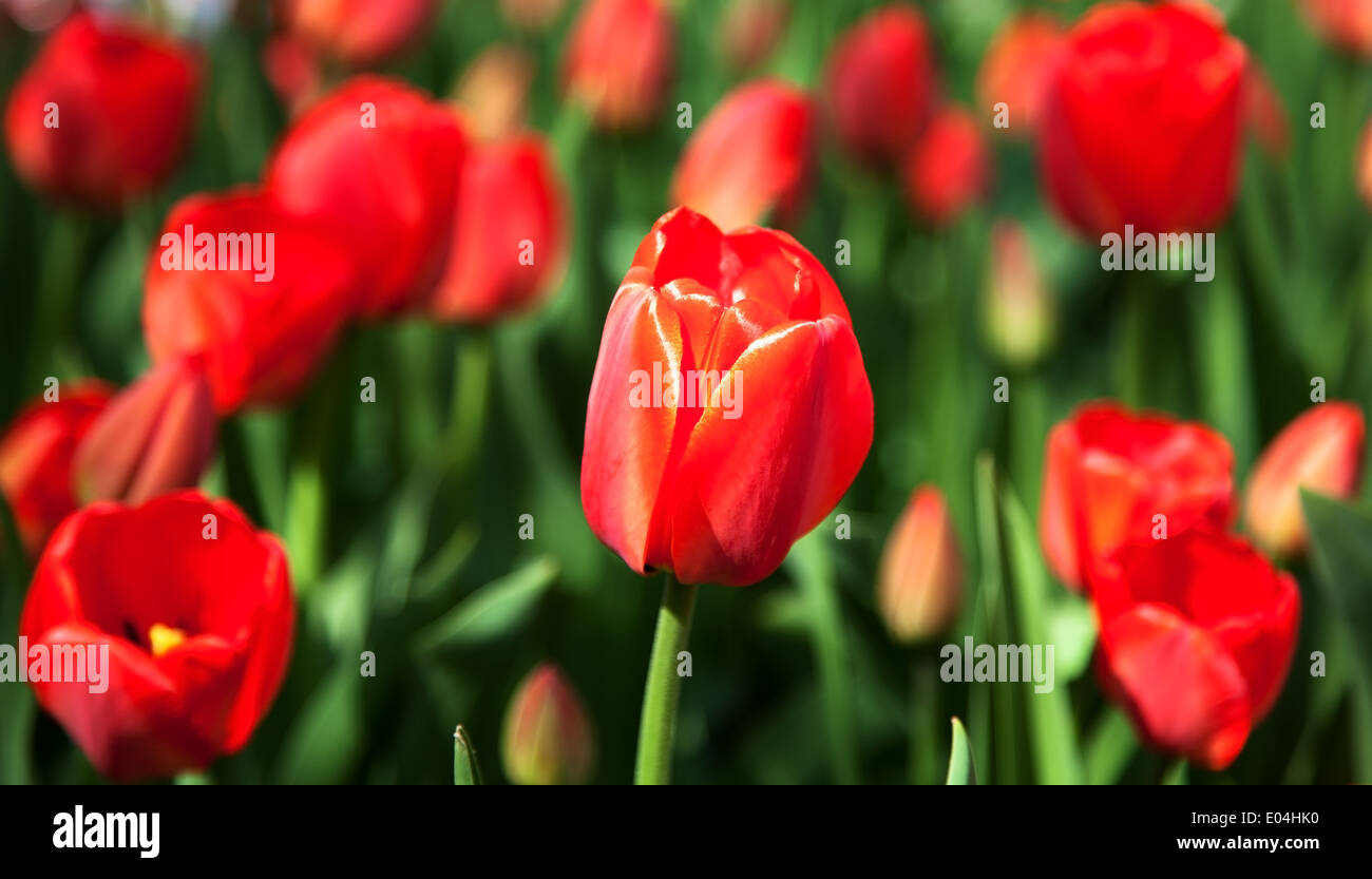Red spring tulip Stock Photo