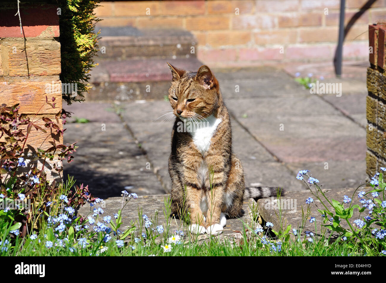 Tabby cat in garden, Stanwell Moor, Surrey, England, United Kingdom Stock Photo