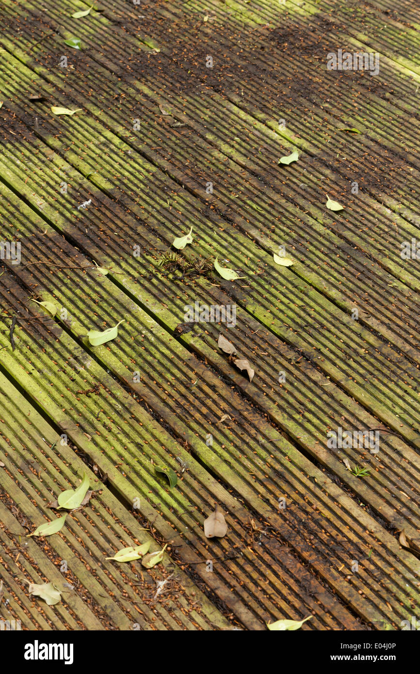 Dirty decaying wood decking board needs cleaning of green algae and
