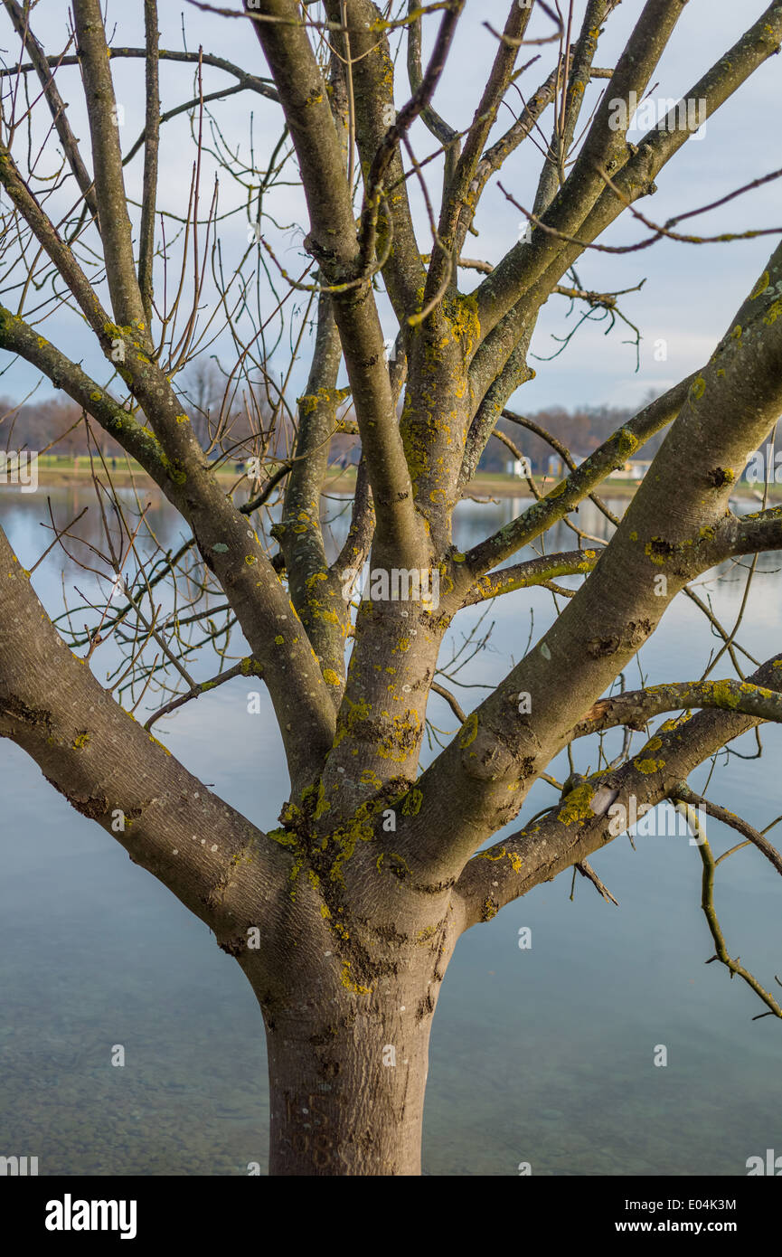 A tree without sheets in winter. Symbolic photo for networks, Ein Baum ohne  Blaetter im Winter. Symbolfoto fuer Netzwerke Stock Photo - Alamy