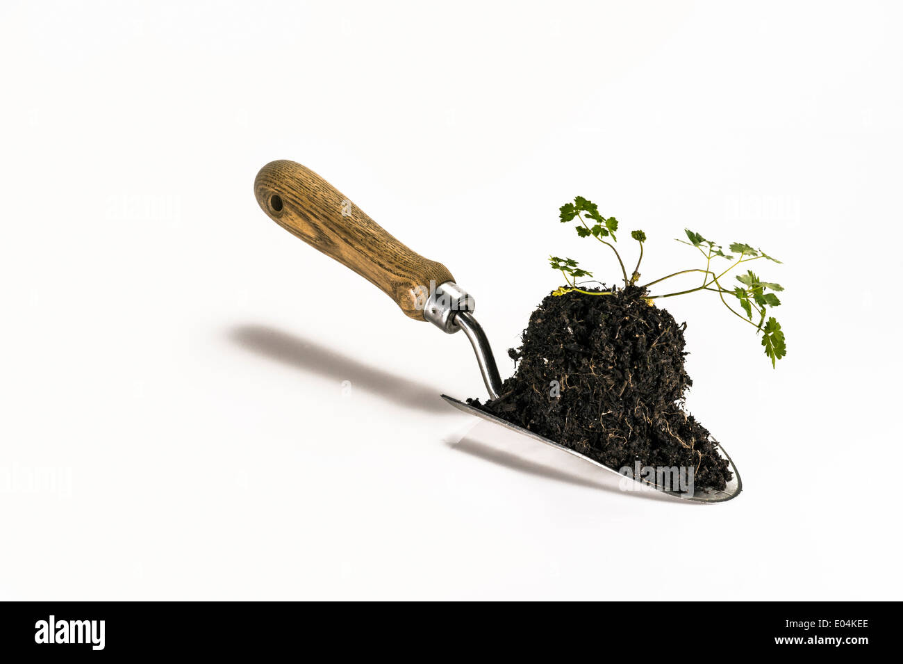 Young plant on a trowel for transplanting. Stock Photo