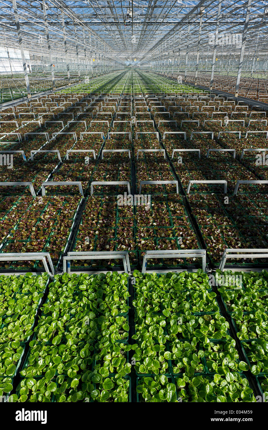 Rows of bedding plants in a large greenhouse are growing before