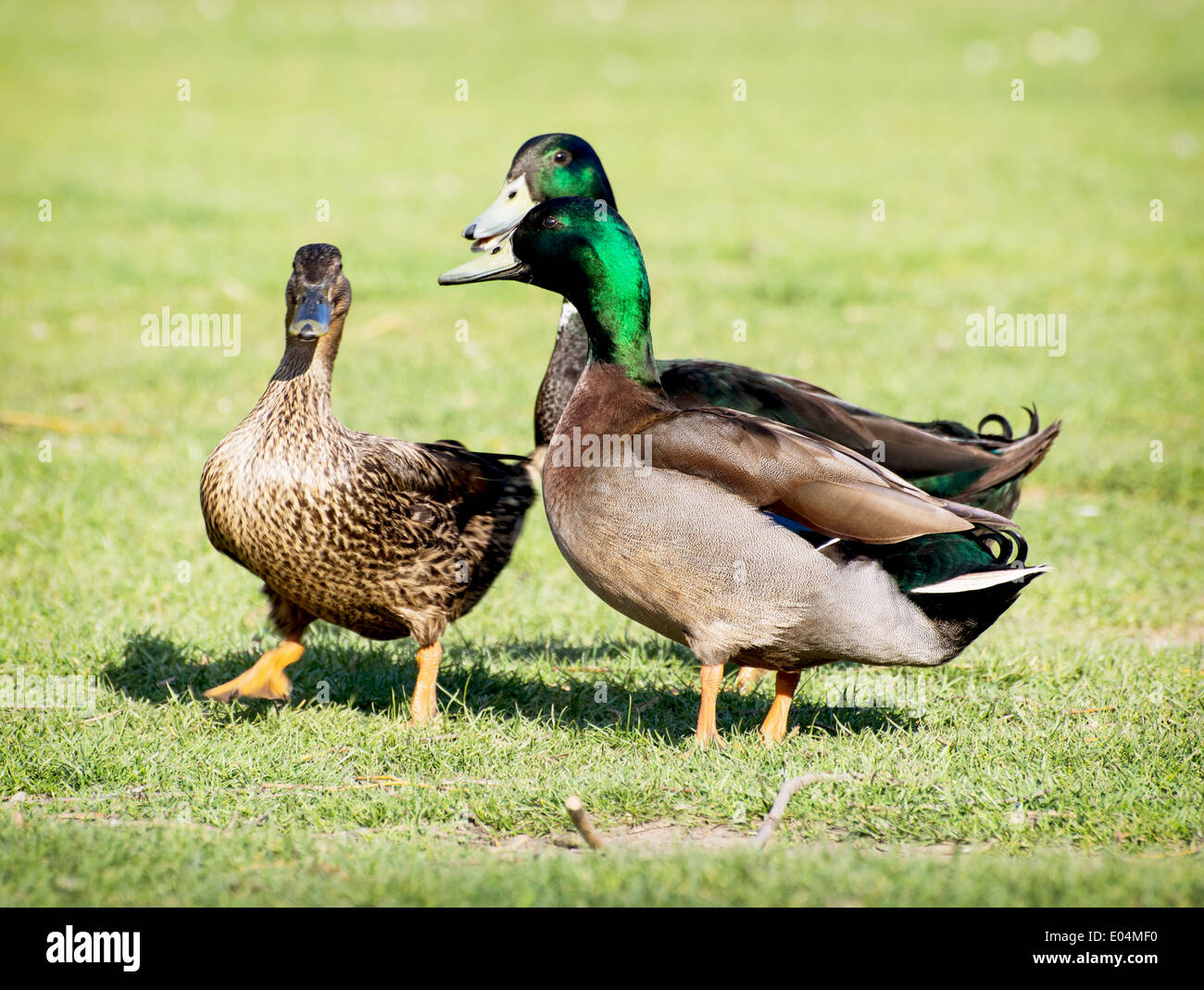Three mallard ducks on the lawn. Spring mating. Stock Photo