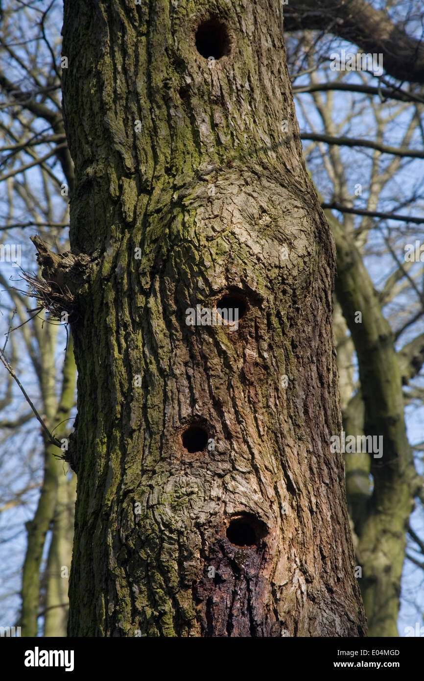 Woodpecker holes in tree trunk Stock Photo