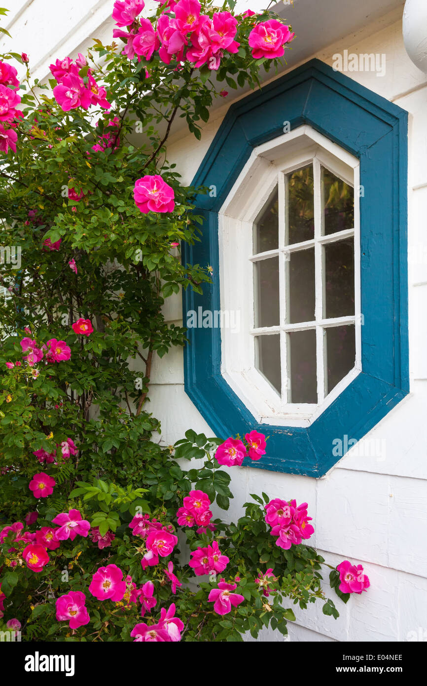 Beautiful 'William Baffin' rugosa roses growing around an ornamental window on an older style home. Stock Photo
