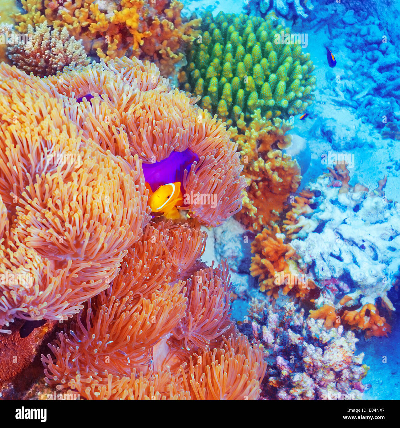Clown fish swimming near colorful corals, abstract natural background, beautiful wildlife, wonderful nature of Indian ocean Stock Photo