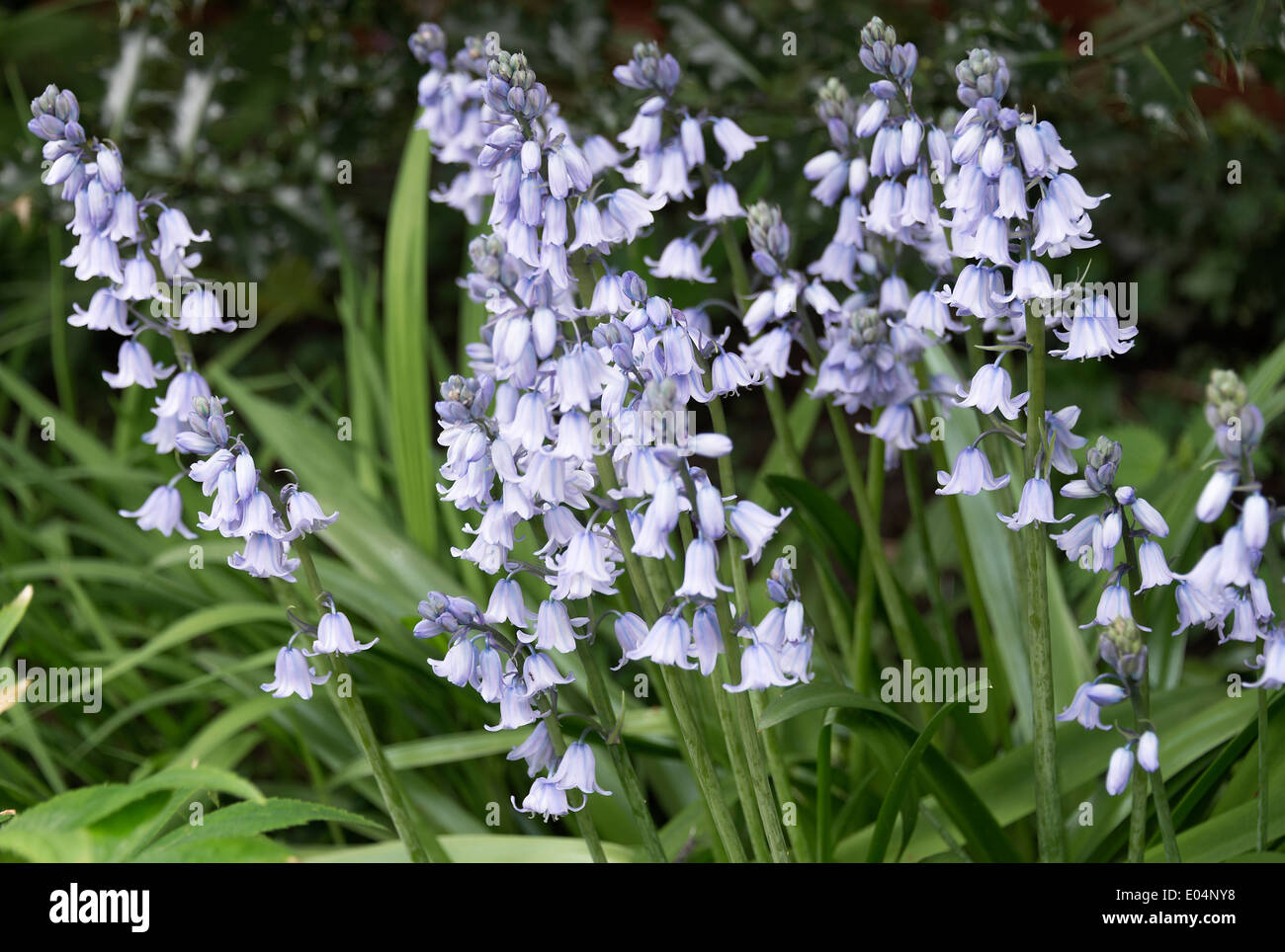 Blue Bluebell Hispanica Flowers in Spring Bloom in a Cheshire Garden Alsager England United Kingdom UK Stock Photo