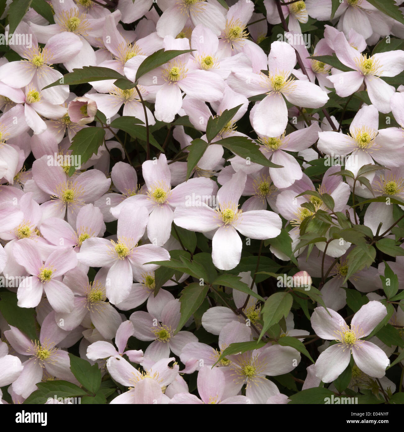Closeup of Early Flowering Clematis Montana Rubens Producing Pale Pink