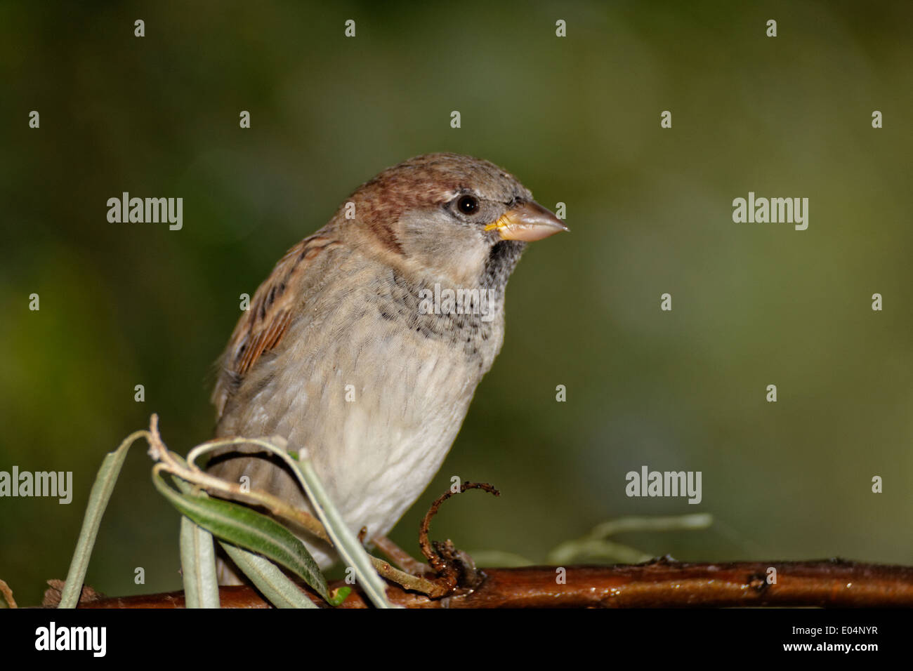 Sparrow Stock Photo