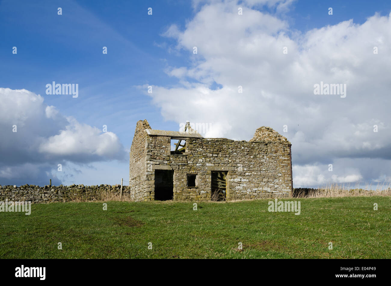 Roofless dales barn and drystone wall Stock Photo