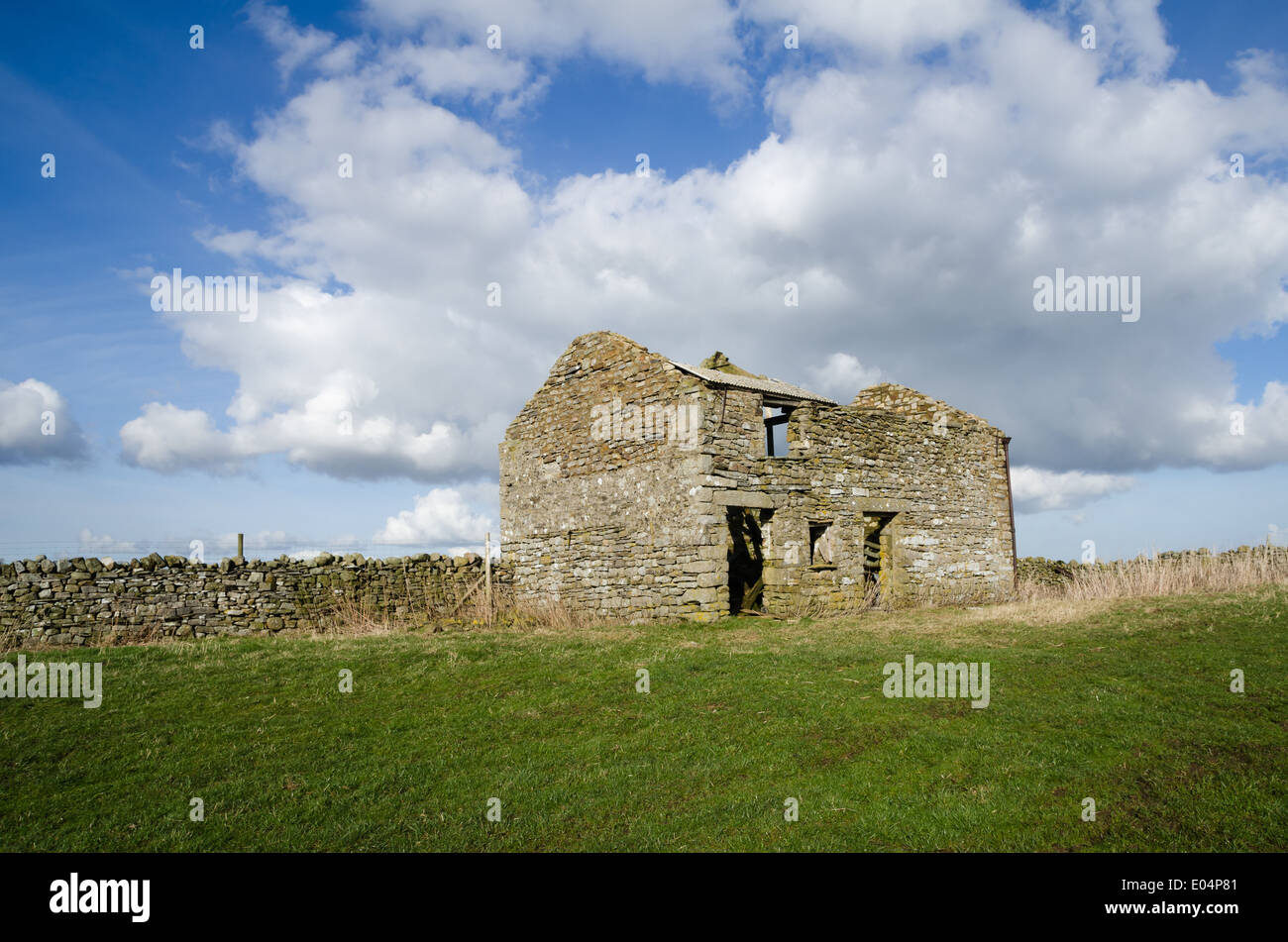 Roofless dales barn and drystone wall Stock Photo