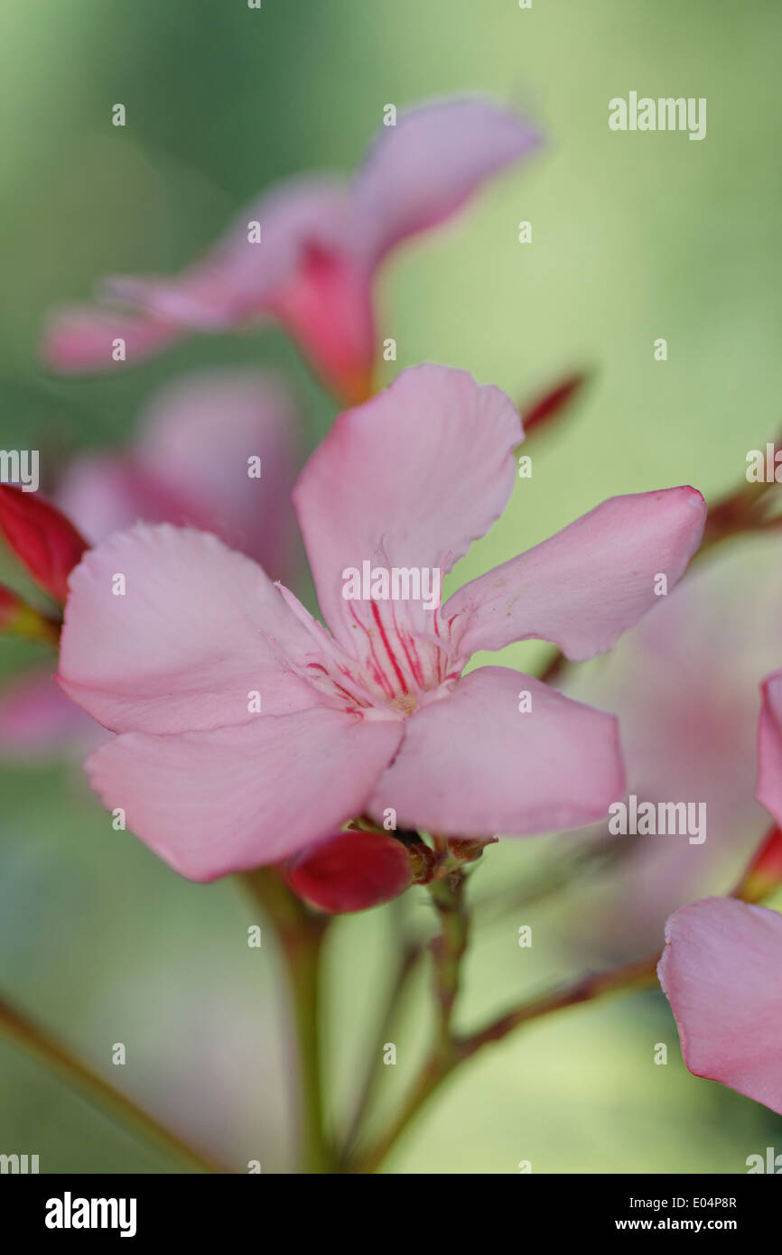 Oleander Stock Photo