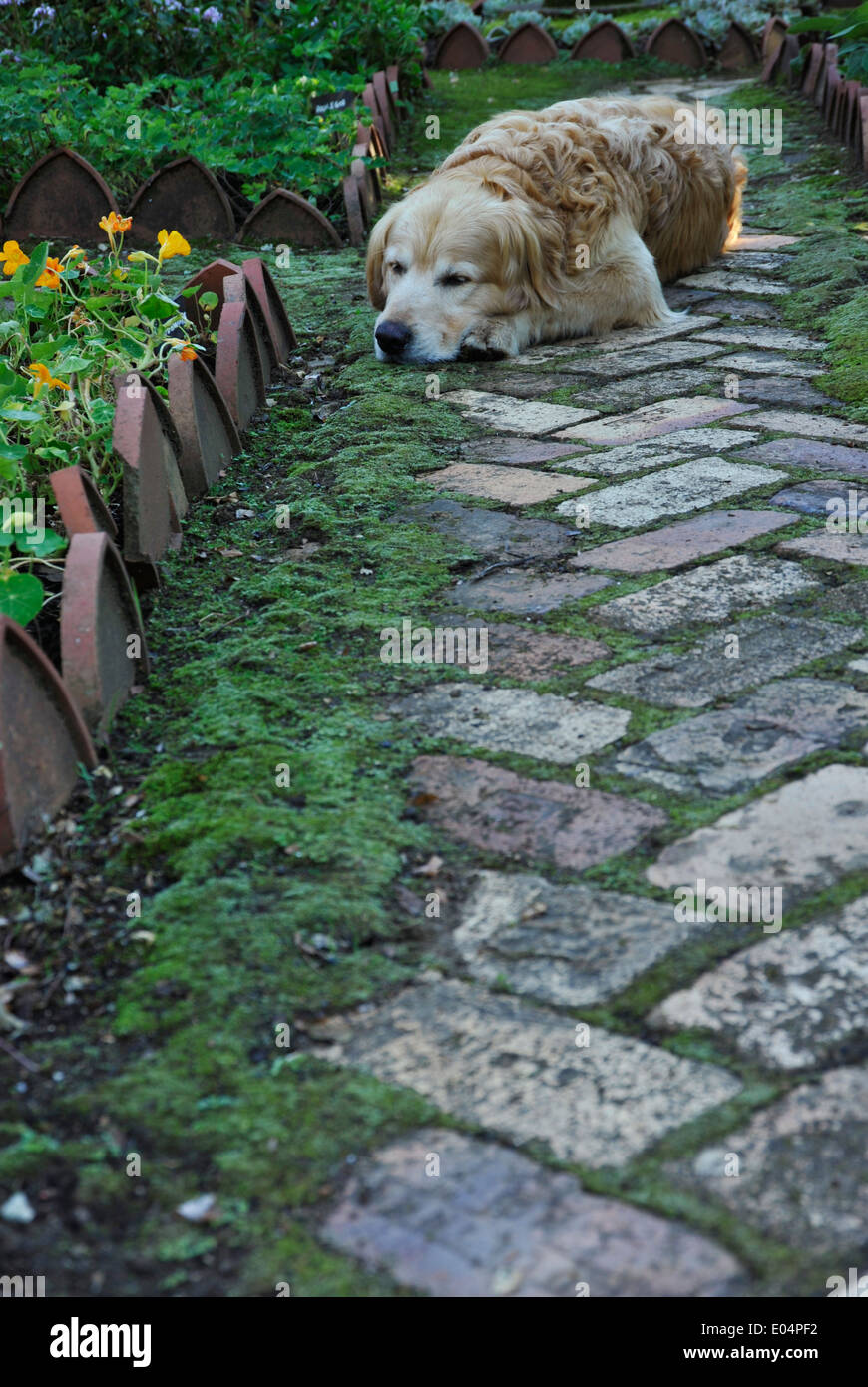 https://c8.alamy.com/comp/E04PF2/rosetta-kwazulu-natal-gardens-golden-retriever-dog-sleeping-on-brick-E04PF2.jpg