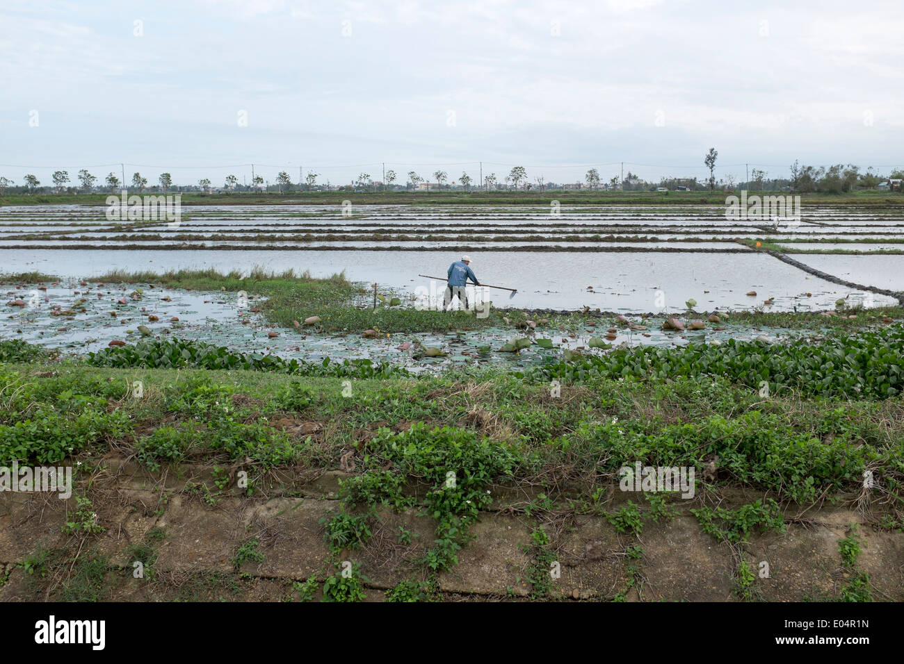 Planting Tilling Rice Tilling rice fields hi-res stock photography and images - Alamy
