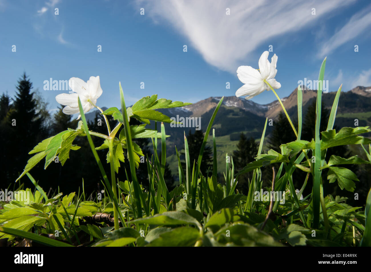 spring anemone in the alps Stock Photo