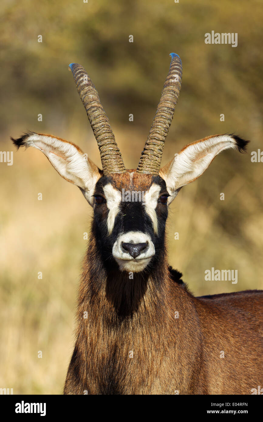 Portrait of a male Roan antelope (Hippotragus equinus).South Africa Stock Photo