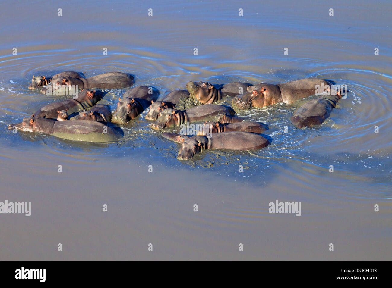 Aerial view of hippo in water.Hippopotamus. (Hippopotamus amphibius) South Africa Stock Photo