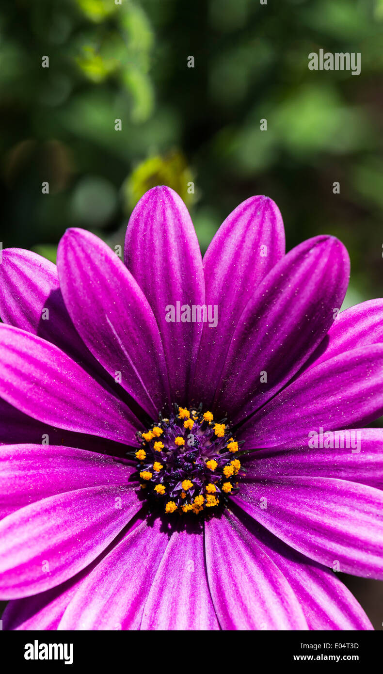 Close up beautiful bright flower hi-res stock photography and images ...