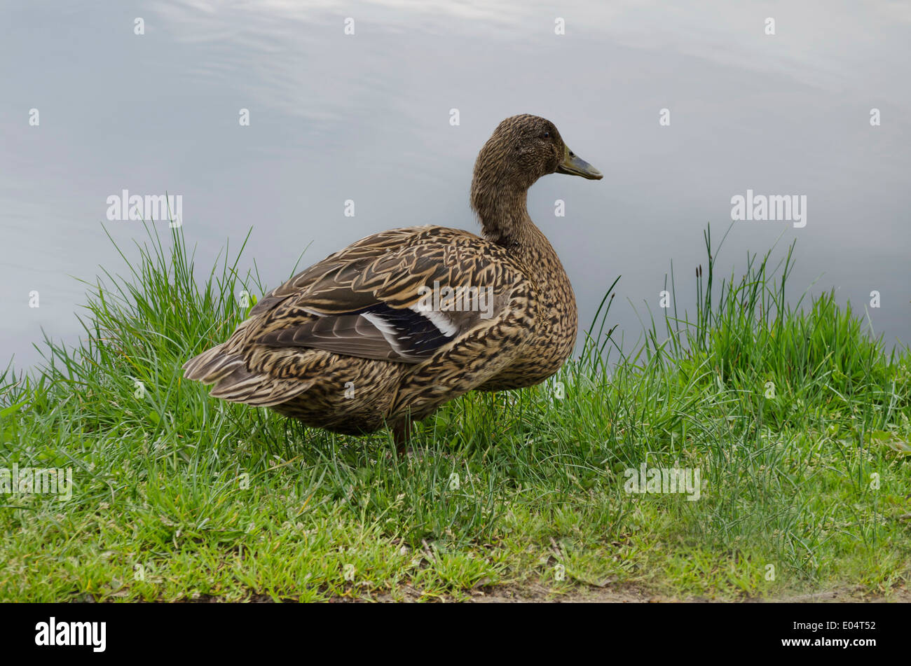 A hen mallard duck with brown feathers in rest (Anas platyrhynchos) Stock Photo