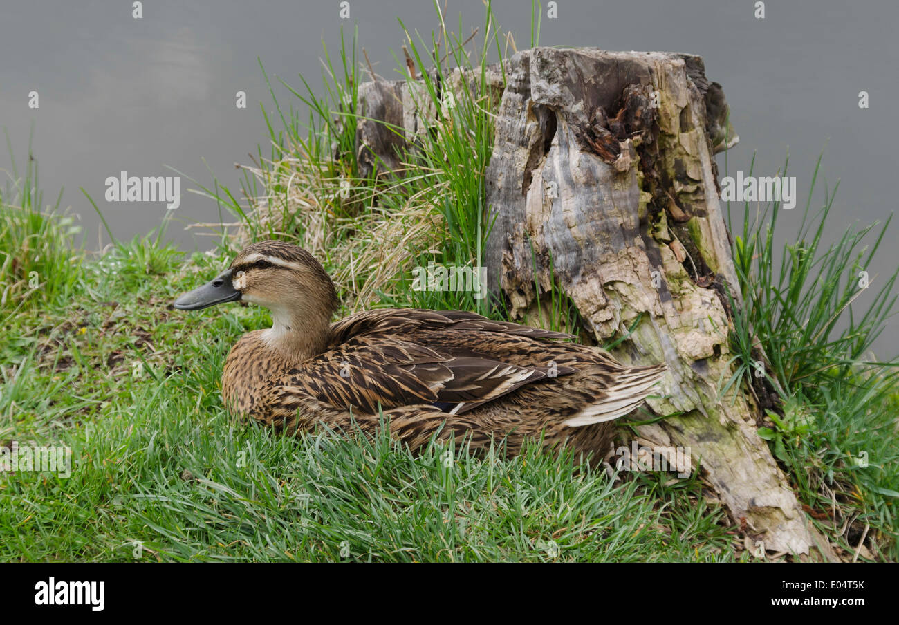 A hen mallard duck with brown feathers in nest (Anas platyrhynchos) Stock Photo