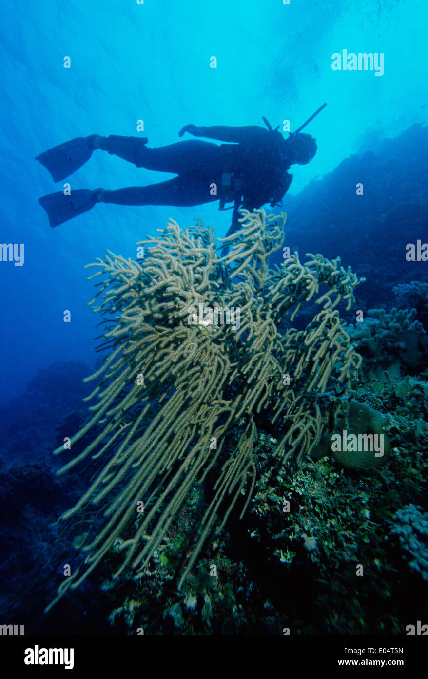 Australia. Queensland. Great Barrier Reef. Scuba diver and coral. Stock Photo