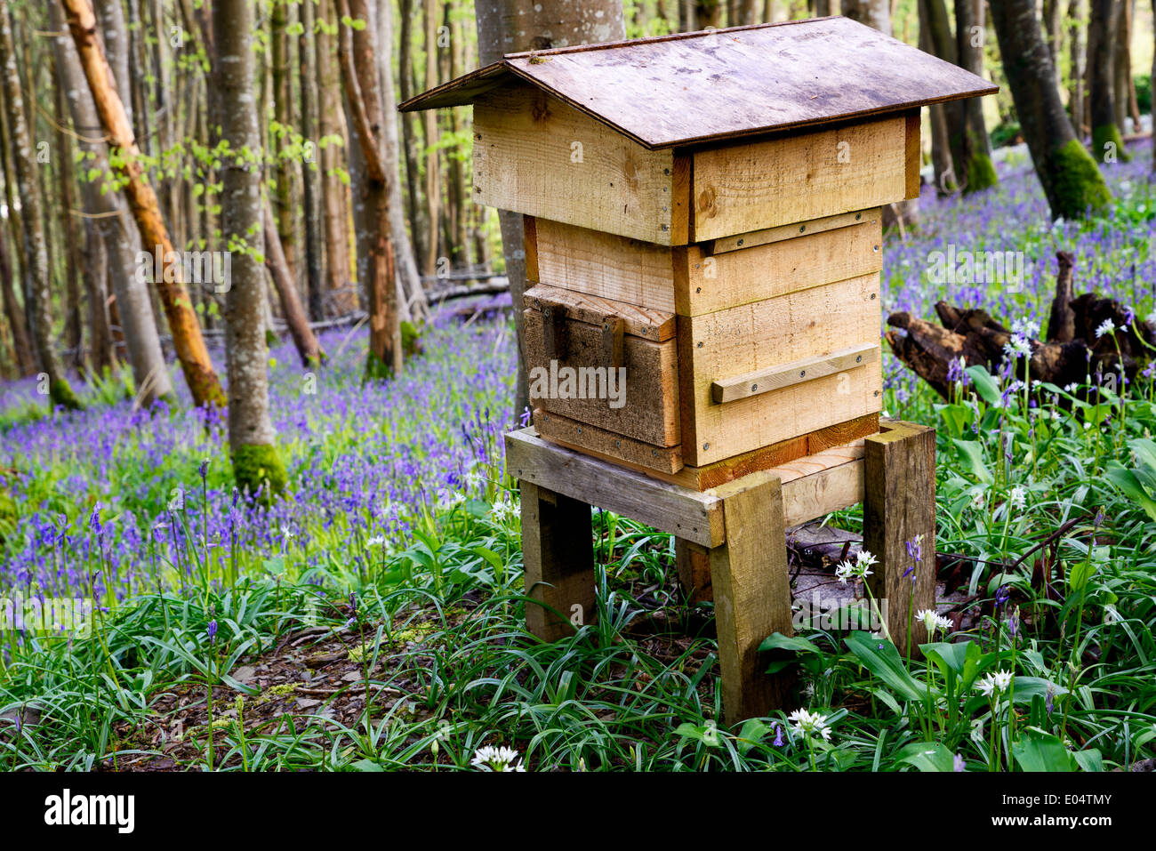 A wooden beehive in beautiful woodland and surrounded by bluebells and wild garlic. Stock Photo