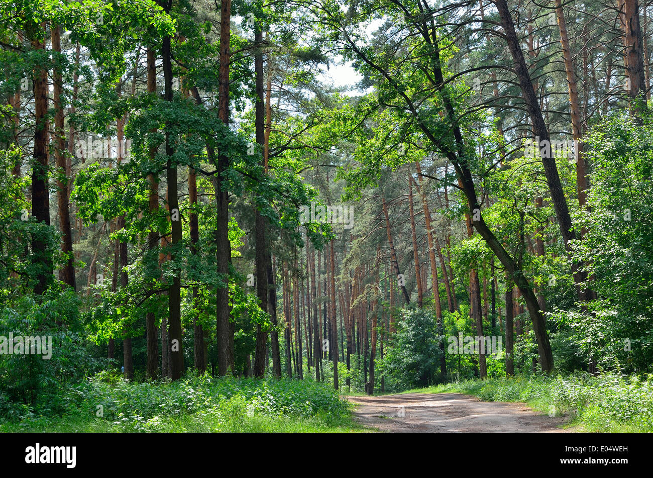 Forest road Stock Photo